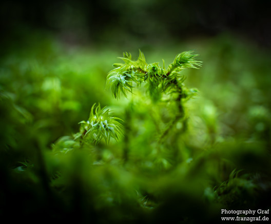 A close-up photograph of a plant is depicted in this image. The plant appears to be a terrestrial vascular plant, possibly a type of grass or moss, with vibrant green leaves. The background is dark black, emphasizing the bright green colors of the plant. The image is set in a natural outdoor setting, possibly a forest. The composition focuses on the intricate details of the plant, showcasing its beauty and texture. 