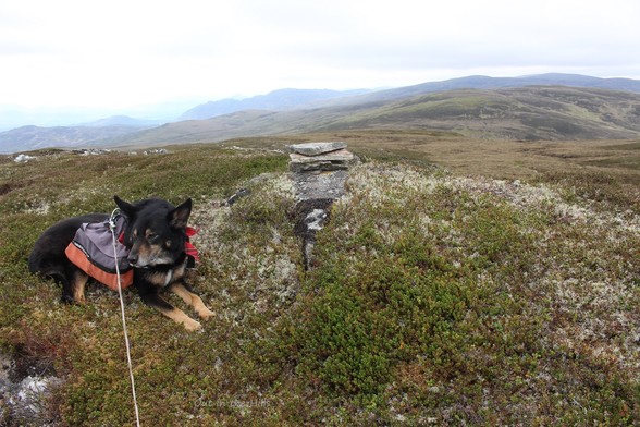 Moray the dog wearing his panniers, sat next to a small cairn on a hillside, the vegetation is short. More gentle hills into the distance.