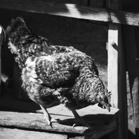 Black and white picture of a chicken leaning towards a ledge.