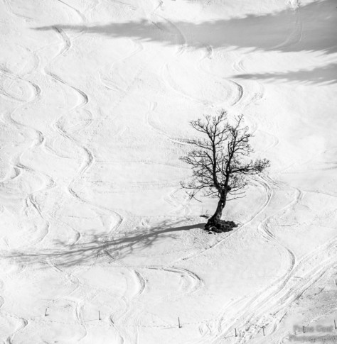 A black and white sketch of a tree standing tall in the snow-covered landscape. The tree, located towards the center of the image, has a thick trunk and many branches reaching outwards. The snow covers the ground around the tree, creating a serene winter scene. The background is also covered in snow, emphasizing the tree's stark contrast against the white backdrop. The image is a monochromatic illustration of a winter wonderland, with the tree as the focal point. The overall composition conveys…
