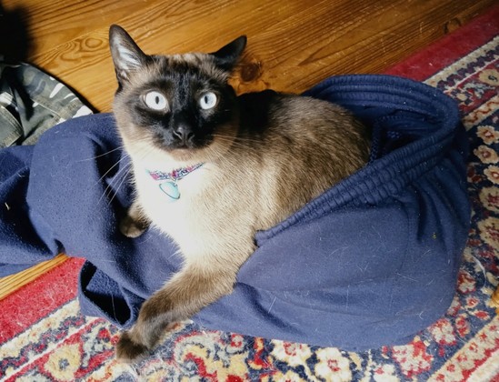 A seal point Siamese cat, sitting inside some tracksuit pants. Her front paws are out, her back half inside the pants. She has a cheeky, comical expression on her face.
