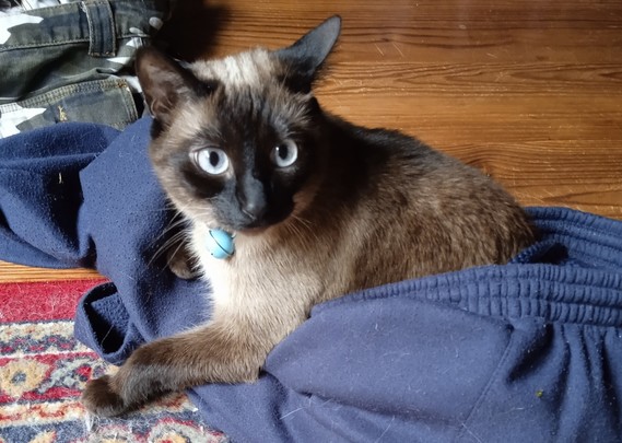 A cat sitting inside some jogging pant bottoms. Her butt inside, like she's wearing them. She is a Siamese with dark face and ears, and light blue eyes.