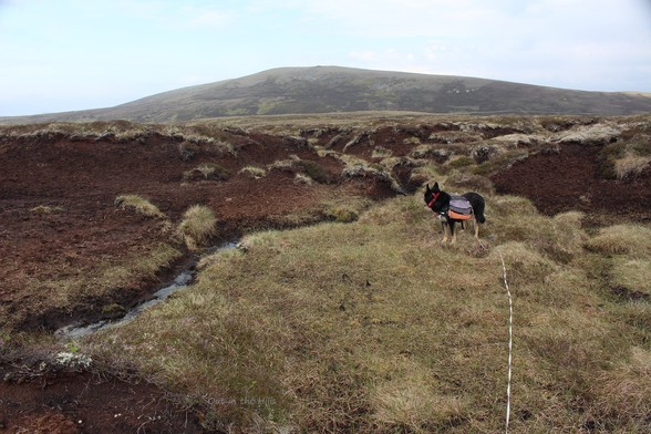 Moray the dog stood on some grassy ground at the base of a peat grough.