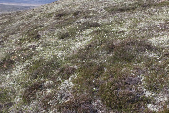 A lot of small white cloudberry flowers on a sloping bit of ground, In a mixed heath.
