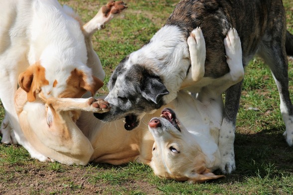 Die Hündinnen Lola, Carla und Muli beim Spielen