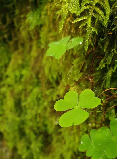 Close-up photography of a few green oxalys leaves that grow on a vertical wall covered by a thick layer of moss. The oxalys leaves are composed (for this species) of 3 heart-shaped leaflets joined by the pointy bit on the thin stem. A few small water droplets can be seen on the oxalys leaves and the moss itself seems waterlogged.