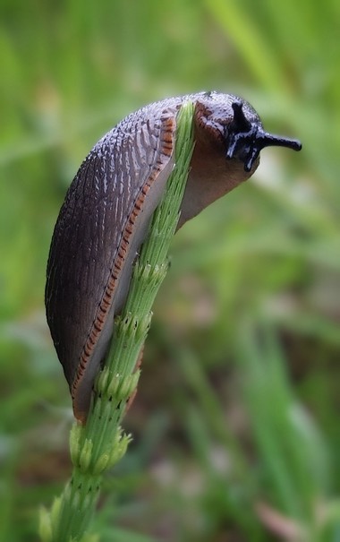Close-up van een donkergrijze naaktslak met een zwart gestreepte oranje rand rond de voet, zittend op heermoes.

Close-up of a dark grey slug, with a black striped orange ridge around its foot, sitting on top of a Field Horsetail.