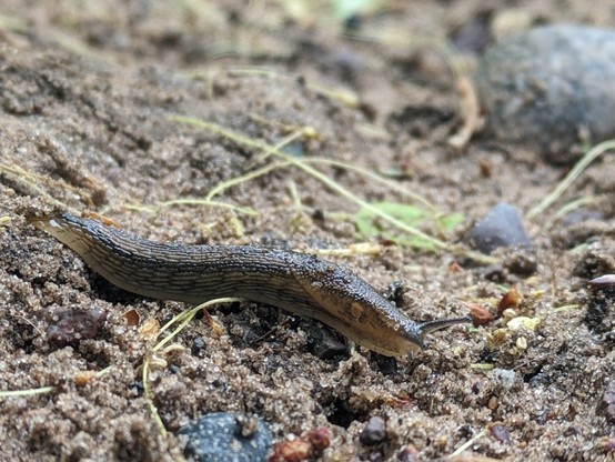 A brown slug scooching its way across the sand.