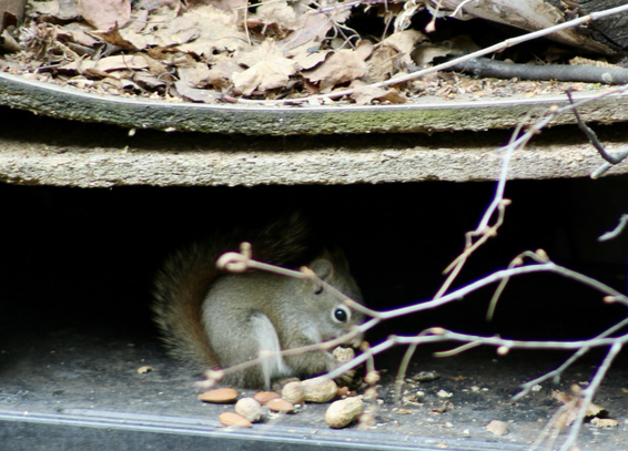Squirrel eating a peanut.