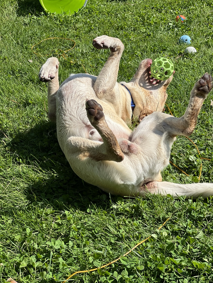 A yellow Labrador rolling on his back in the grass with a green geodesic sphere toy in his mouth