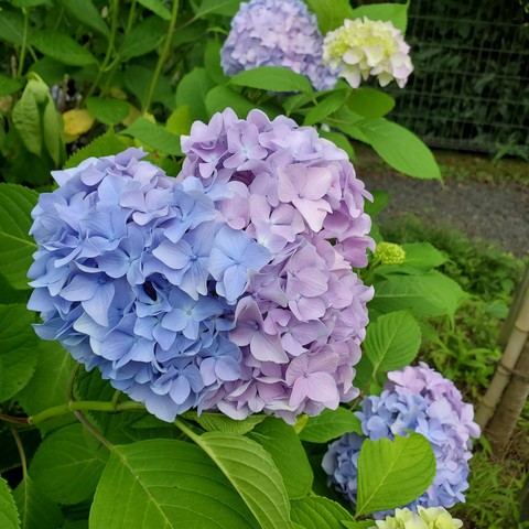 Blue and purple heart shaped hydrangea flowers at Yokoku-ji.