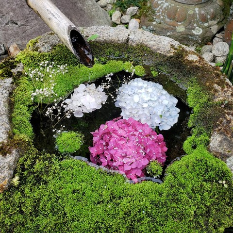 Hydrangea float in an old water basin at Yokoku-ji.