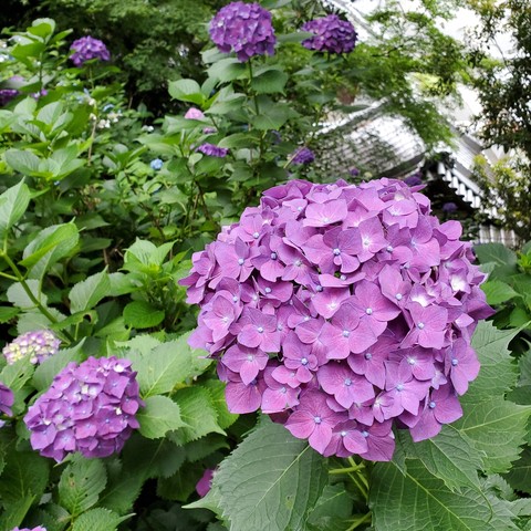 Brilliant purple hydrangea at Yokoku-ji.