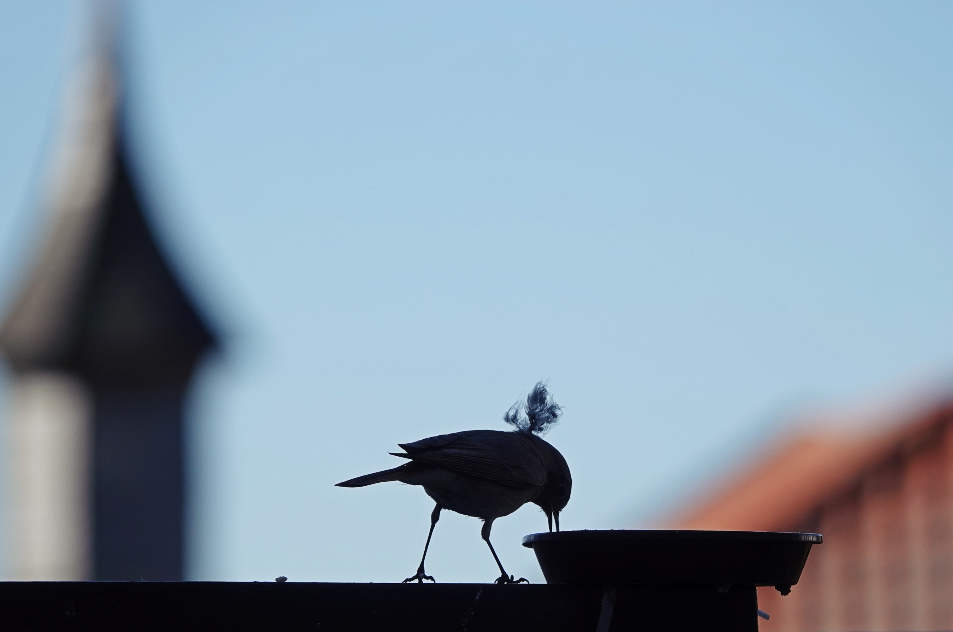 Foto vom 01.06.2020 eines weiblichen Hausrotschwänzchens, das am Rand des Futterschälchens auf dem Balkongeländer steht. Das Foto ist unterbelichtet im Gegenlicht aufgenommen, so dass der kleine Vogel als Silhouette erscheint. Er hat den Schnabel zum Futter im Schälchen gesenkt, ohne die langen Beine zu beugen. Auf dem Rücken stehen halb herausgerupfte Daunen ab. Die Pose wirkt wie ein Zirkuspferd, dessen Geschirr mit Federschmuck geschmückt ist. Im Hintergrund unscharf das Erkertürmchen, ein Dach, blauer Himmel.