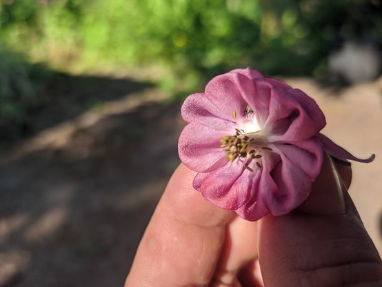 Foto von einer Hand die eine rosa Akeleiblüte hält, darin sitzt versteckt ein sehr kleiner berüsselter Käfer