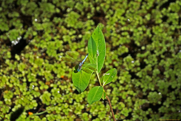 Photo by Fenichel:
A blue dragonfly ("Blue Dasher") on a leaf above a water lettuce pond (small green blurs in the background; drafonfly is dead center).