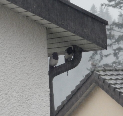 Es regnet in Strömen und zwei Elstern sitzen unter dem Hausdach auf dem Regen-Abflussrohr.