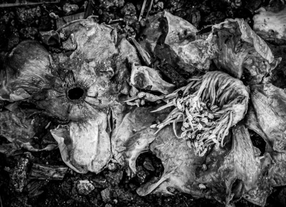 Decomposing flowers.