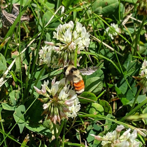 Bombus huntii, the Hunt's bumblebee on some Dutch clover. The bumble bee is about half the size of the clover flower head. It is a pale yellow and black with a bright orange stripe on two segments of it's rear body. The colored parts are furry. The clover is mostly white with some pink elements before the individual blossoms open.