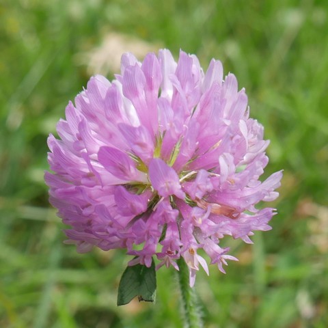 A cropped closeup photo of a red clover blossom. The color is pink.