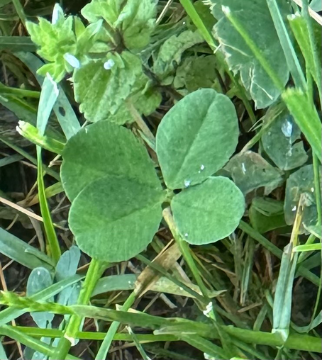 🍀