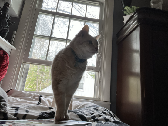 Barney the cat in front of a window in a semi darkened room with a chest of drawers behind him. He is bar & very baby!
