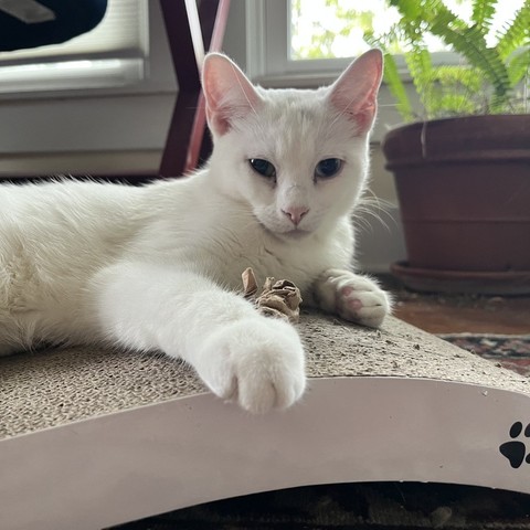 seductive white kitty cat lays on cardboard scratch pad and looks at all the jealous people who aren't her
