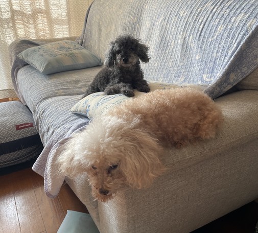 A small black toy poodle and a tiny light brown toy poodle both lying on a sofa with morning light coming through the curtains behind them