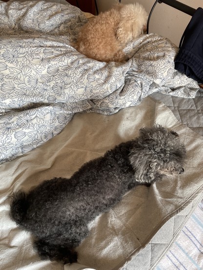 The same two toy poodles having moved to the messy human’s bed for more serious lying down action