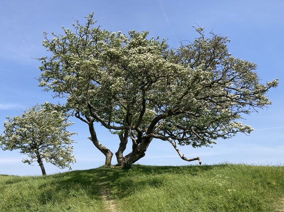 Baum auf dem Weg zur Burgruine Kanø 