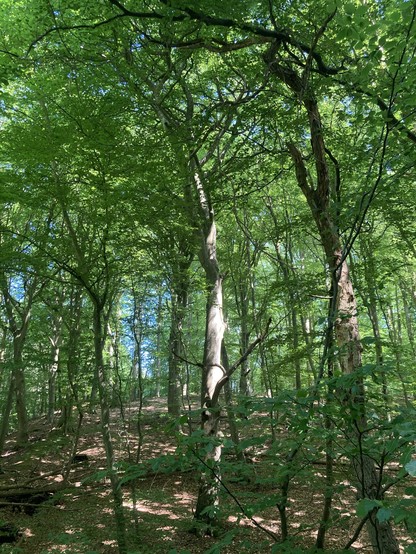 Im Wald bei Dråby. Hohe Bäume mit grünen Blättern und blauem Himmel dazwischen. 