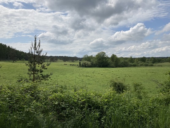 In der Skærso Plantage. Eine Weide mit einer Bauminsel und einer kleinen Herde Rinder links daneben. 