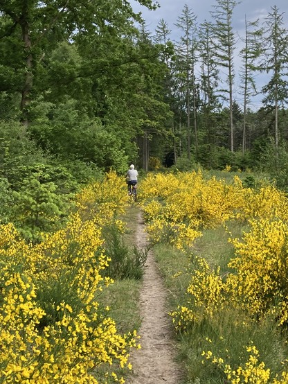 In der Nähe von Ørnbjerg Mølle. Schmaler Weg mit gelbem Ginster und grünen Bäumen. 