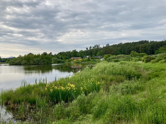 In Handrup am See. Grüne Gräser und gelbe Blumen. Im Hintergrund ein paar exklusive Ferienhäuser vor einem kleinen Wald. 