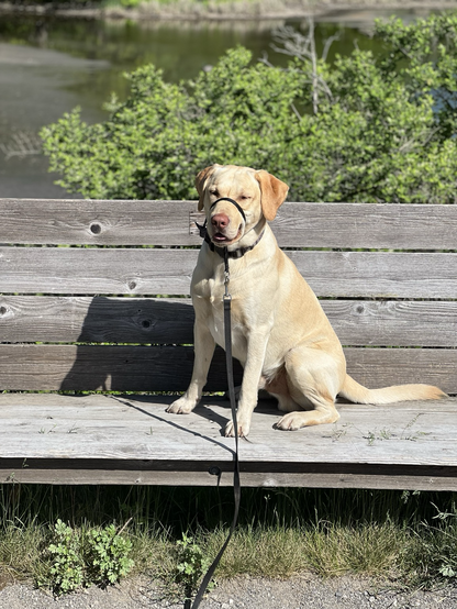 Henry, A very good yellow Labrador dog, sits on a bench in the sunshine he wears a black gentle leader harness and a leash.