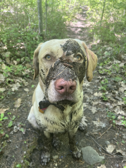 Henry, a very good yellow Labrador retriever, is covered in mud from playing in the forest