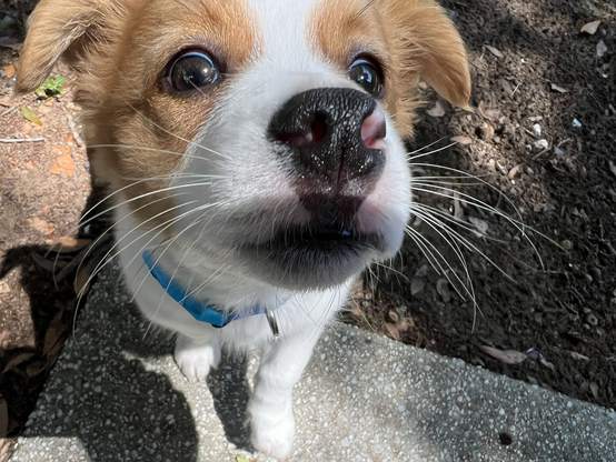 Close up photo of a Corgi mix puppy. His nose is very close to the camera. 