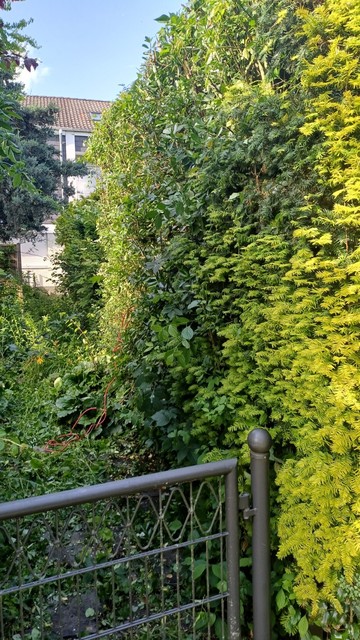 Accessed side of hedge from neighbor's overgrown garden. (Neighbor passed away six months ago.) 