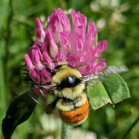 A bumble bee on red clover flower which is really pink in color. The bee is yellow with an orange stripe on two segments. It has a fluff sort of furriness. Thorax anterior to distinct black band between wing bases yellow, scutellum, T1 and T4 yellow, T2-3 orange, T5 black. The bee is facing upwards and it's wings are blurred from moving.