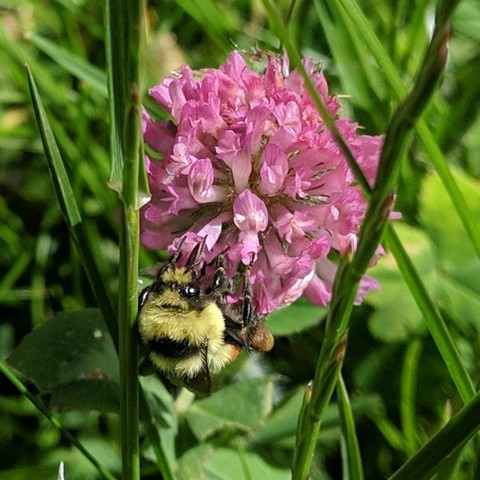 A bumble bee on red clover flower which is really pink in color. The bee is yellow with an orange stripe on two segments. It has a fluff sort of furriness. Thorax anterior to distinct black band between wing bases yellow, scutellum, T1 and T4 yellow, T2-3 orange, T5 black. The bee is facing upwards but it's underside up also. It has a yellow furry face and black eyes.