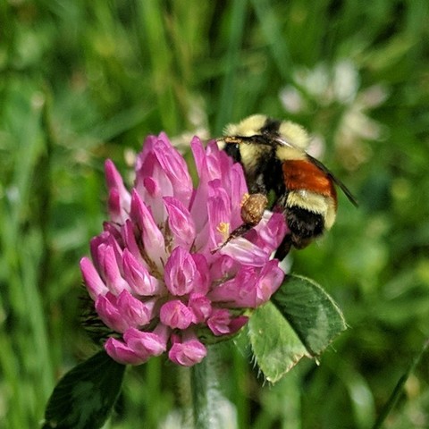 A bumble bee on red clover flower which is really pink in color. The bee is yellow with an orange stripe on two segments. It has a fluff sort of furriness. Thorax anterior to distinct black band between wing bases yellow, scutellum, T1 and T4 yellow, T2-3 orange, T5 black. The bee is facing upward and to the left on top of the cluster of clover blossoms. It has a large brownish collection of pollen on it's left hind leg that is prominent.