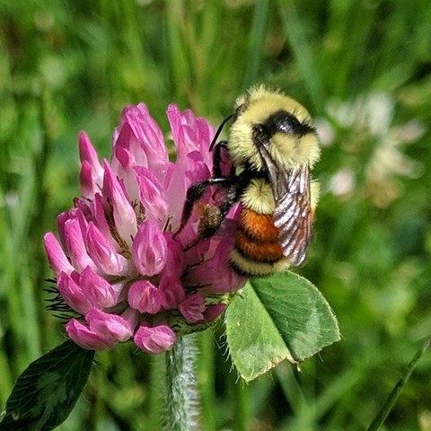 A bumble bee on red clover flower which is really pink in color. The bee is yellow with an orange stripe on two segments. It has a fluff sort of furriness. Thorax anterior to distinct black band between wing bases yellow, scutellum, T1 and T4 yellow, T2-3 orange, T5 black. The bee is facing upwards, it's back left quarter facing the camera.