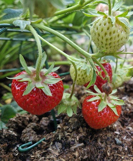 Aardbeien in de volle grond
