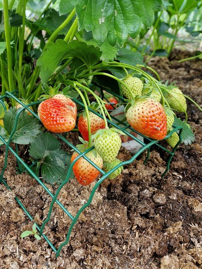 Aardbeien liggend op een rekje