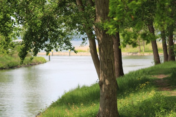 Ufer einer Flußmündung mit einem Weg, Grad und Bäumen. Im Hintergrund ist Schilf und ein größeres Gewässer zu sehen.