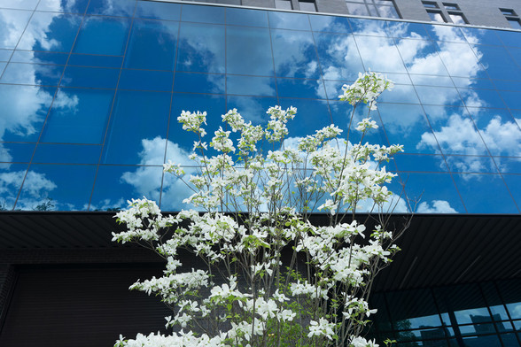 Dogwood bush with white flowers in front of an expanse of glass reflecting the blue sky with white clouds.