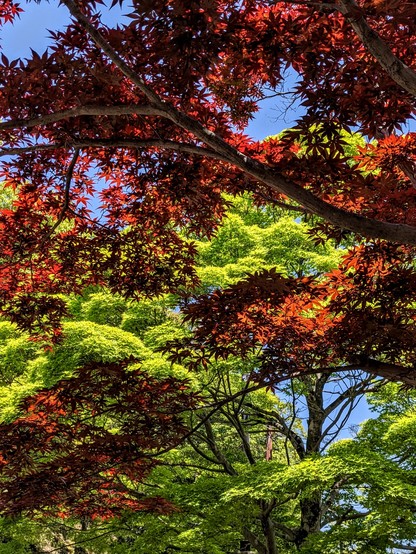 Red and green maple leaves mingle (two species of maple showing off very different colours),