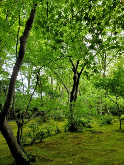 A green wonderland...fresh maple leaves over the moss garden at Gio-ji.