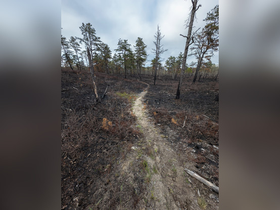 A photograph of a trail through an area that has undergone a controlled burn.
