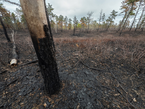 A photograph of an area that has undergone a controlled burn.